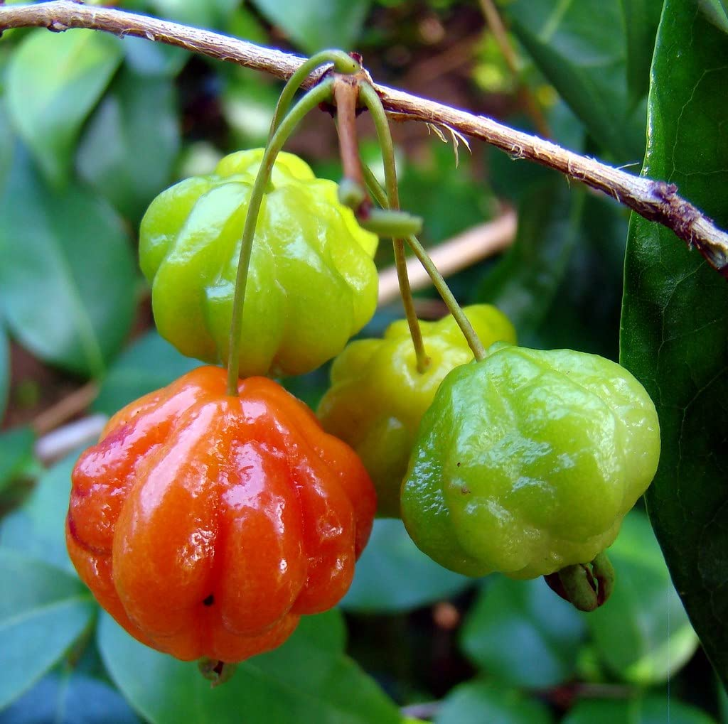 Surinam Cherry Cuttings, Eugenia uniflora, 6 Live Clippings, Tropical Fruit Plant, USDA Zones 9-11