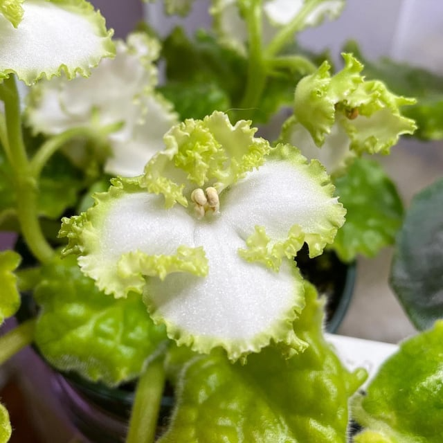 African Violet EK-Izumrudniye Rozi Leaf Cutting - Emerald Roses - Saintpaulia Propagation