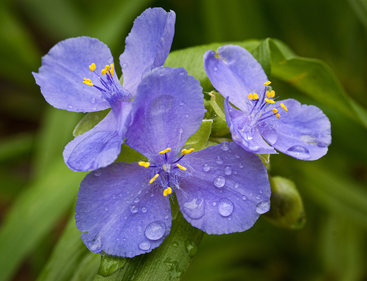Tradescantia virginiana Cuttings - 10 Blue Spiderwort Stems, Rooted/Unrooted