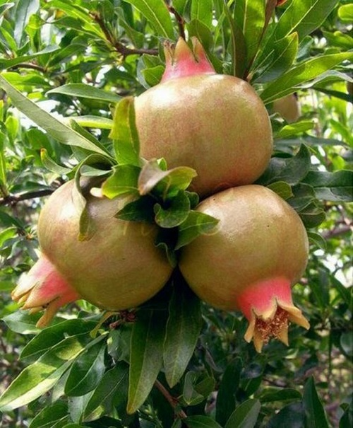10 Rare Organic White Pomegranate Unrooted Cuttings 8-10" - Punica Granatum - Unique Fruit Tree for Propagation & Garden