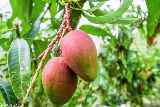5 RED MANGO Fruit Tree Scion Unrooted Cuttings for Rooting or Grafting - Mangifera indica, Tropical Fruit, Sweet Red Mango