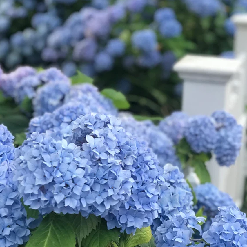 Hydrangea Macrophylla Nikko Blue 6 Rooted Cuttings 7-10 Inches Blue Flowers Shade Tolerant