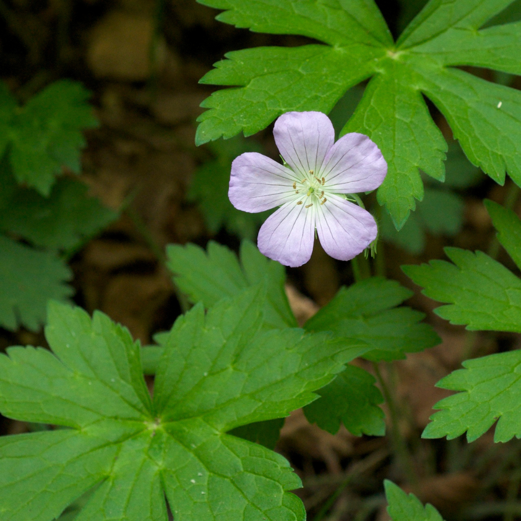 5 Cranesbill Wild Geranium Plants - Bare Root Geranium maculatum | Native Perennial Wildflower | Pollinator-Friendly Shade Plant