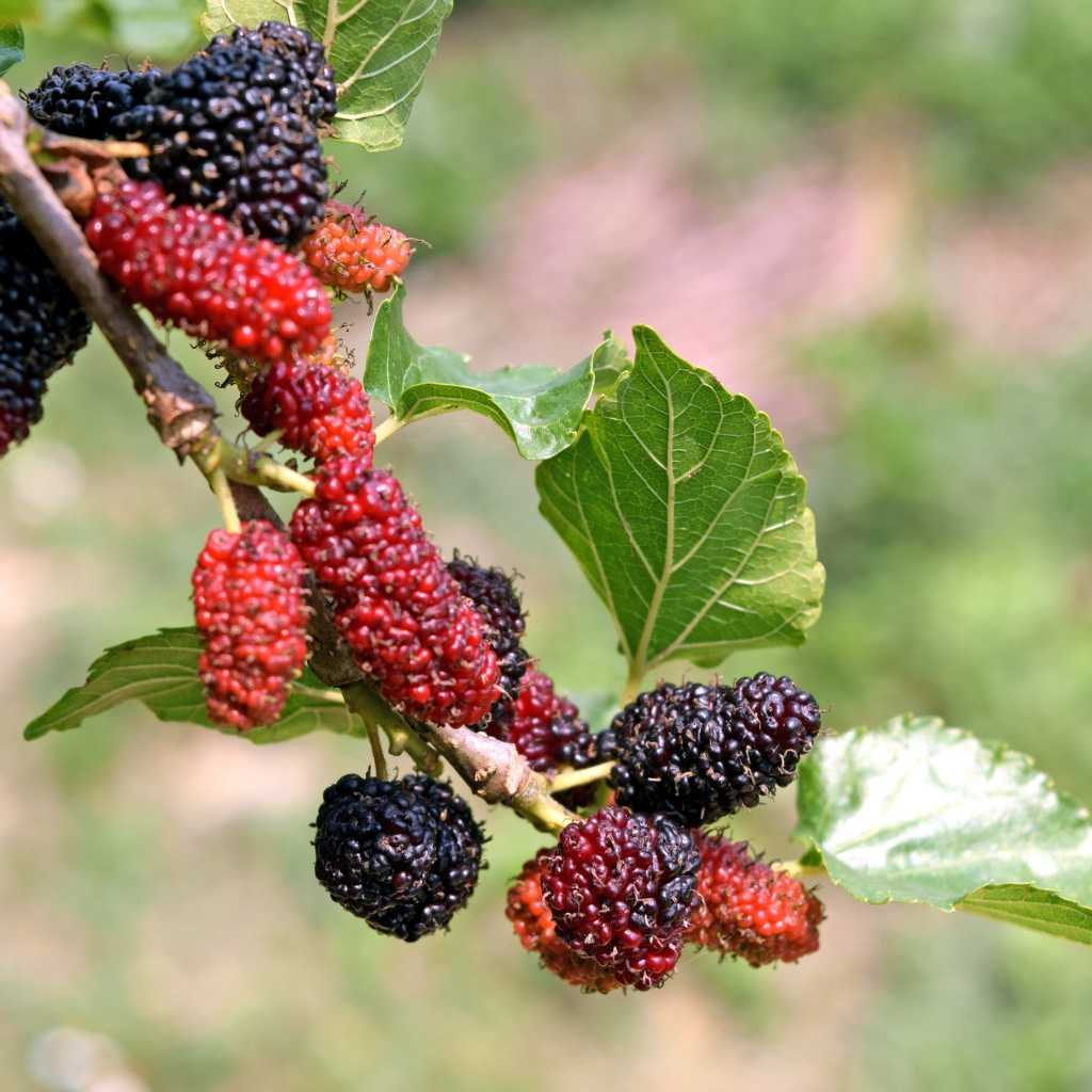Illinois Everbearing Mulberry Live Plant 3-15" Tall Fruit Tree USDA Zones 4-8