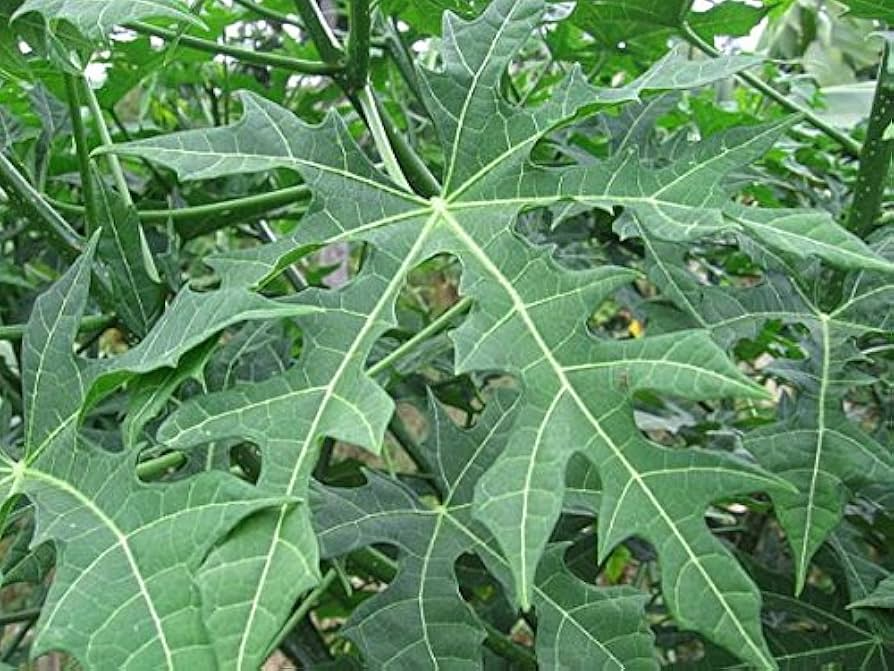 Chaya Cuttings, 3 Live Stems, 6-8", Cnidoscolus aconitifolius, Tropical Spinach Tree, USDA Zones 10-12