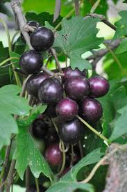 5 Muscadine Grape Plants - ‘Southern Home’ | Vitis spp. Starter Plants | Edible Fruit Vine, Cold Hardy, Ideal for Trellis or Arbor