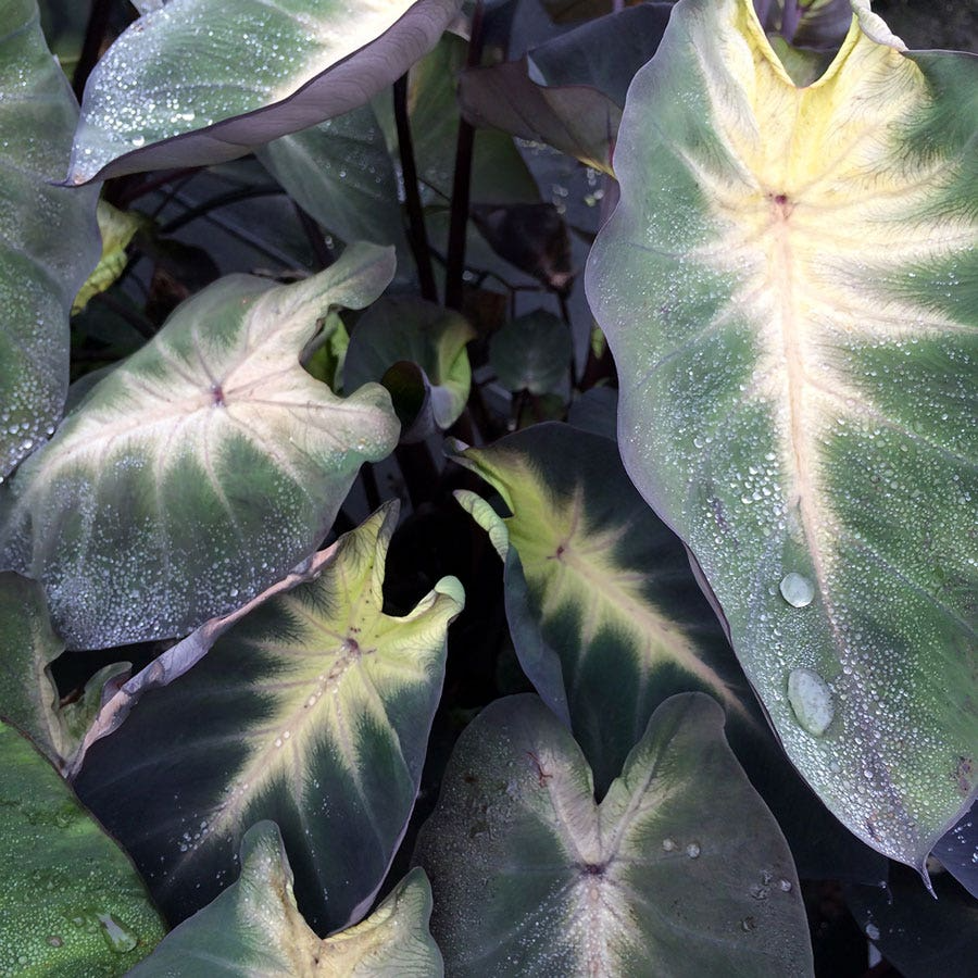 Elephant Ear Bulbs, Colocasia esculenta, 2 Live Rooted Bulbs, Tropical Foliage Plant, USDA Zones 8-11, Organic