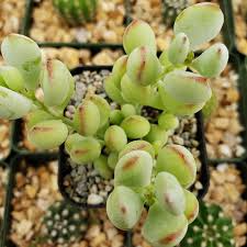 Cotyledon pendens Cuttings, 4 Unrooted Succulent Stems, Trailing Plant, USDA Zones 9-11