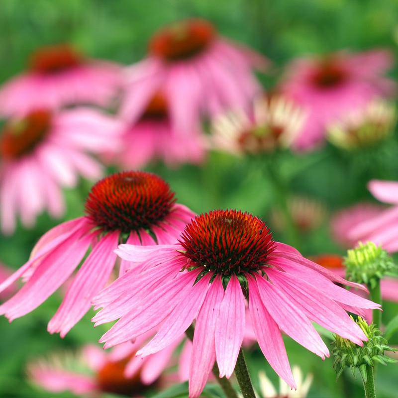 500+ Purple Coneflower Seeds | Echinacea purpurea | Non-GMO Perennial Wildflower for Pollinator Gardens & Borders