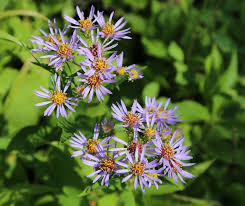 350 Symphyotrichum Puniceum Swamp Aster Seeds, Native Wildflower, Purple Flowers, Perennial, Pollinator-Friendly, Wetland Garden, Landscape