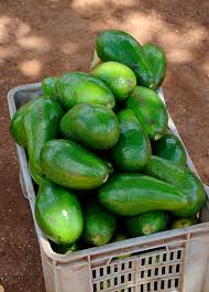 2 Full Florida Avocado Unrooted Cuttings for Grafting - Persea americana Choquet - Grows Huge Fruit - Perfect for Backyard Garden