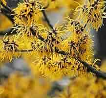 5 Witch Hazel Shrubs - Hamamelis virginiana | 12–18” Live Bare Root Plants | Native Flowering Shrubs for Fall Color & Wildlife Gardens