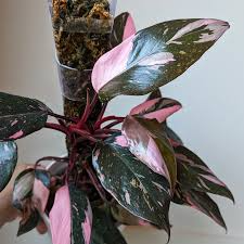 1 Pink Princess Philodendron Plant Unrooted Cutting, Rare Variegated, Philodendron "Pink Princess", Houseplant, Unique Pink & Green Foliage