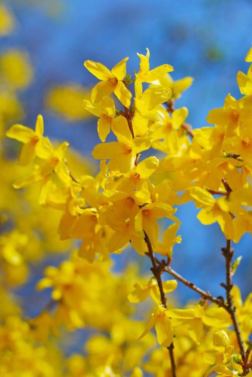 Golden Forsythia Cuttings - 8 Unrooted Stems - Early Spring Yellow Flowers - Hardy Zones 4-9