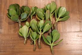 Crassula ovata Cutting, Thick Stem Jade Plant, 0.5-0.75" Diameter, Succulent Propagation, USDA Zones 10-11