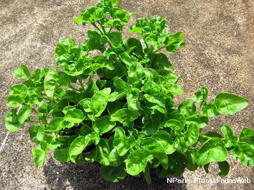 Brazilian Spinach (Sissoo / Samba Lettuce) – 4 Organic 4–5" Edible Cuttings | Alternanthera sissoo