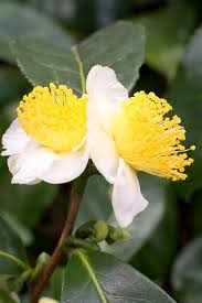 Camellia sinensis Cuttings - 6 Count - Cold Hardy Tea Plant - Zone 6b