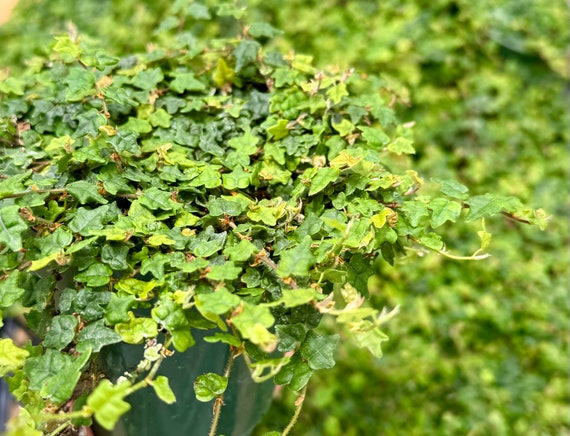 String of Frogs Cuttings - Ficus pumila Quercifolia - Propagation Cup with Moss