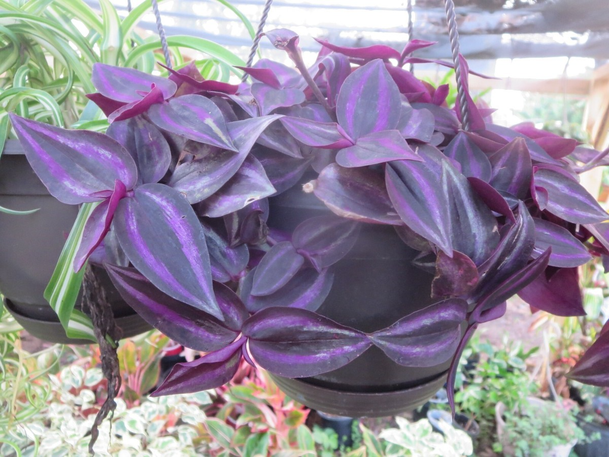 Tradescantia 'Burgundy' Cuttings - 8 Live Cuttings, Purple Wandering Jew, Houseplant Propagation