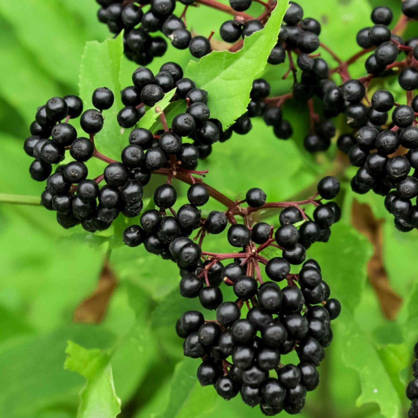 Adams Elderberry Cuttings - 12 Unrooted Stems, Fast-Growing Fruit Bush, White Flowers & Dark Blue Berries for Jams/Jelly, Zones 3-9