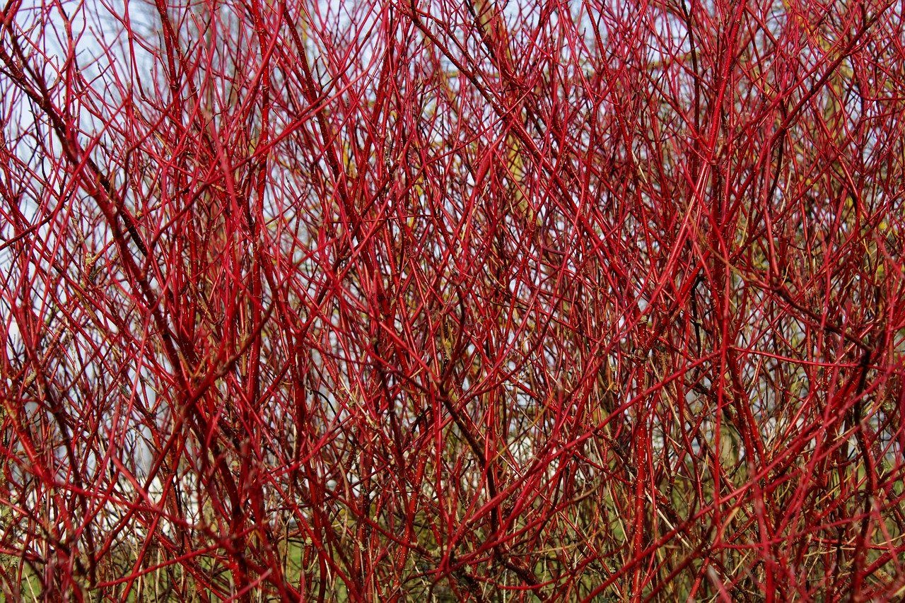 Red Osier Dogwood Cuttings - 30 Live 12-inch Stems, Cornus sericea, USDA Zones 3-8
