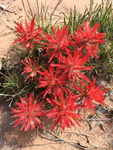 300 Seeds Castilleja angustifolia v. dubia Northwestern Indian Paintbrush – Wildflower for Planting, Red Blooms, Native to North America