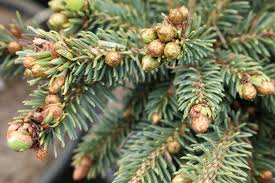 Picea glauca Seeds - 25 Count - White Spruce - Alaska Wild Harvested - Zone 2-6