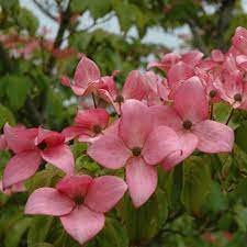 Cornus florida Cuttings - 10 Unrooted Pink Dogwood Stems, Zones 5-9