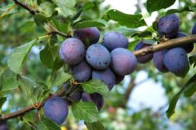 European Purple Plum Live Plant - Rooted Cutting 6-8" - Sweet Edible Fruit - Self-Pollinating - Zones 5-8 - Hardy Old World Variety
