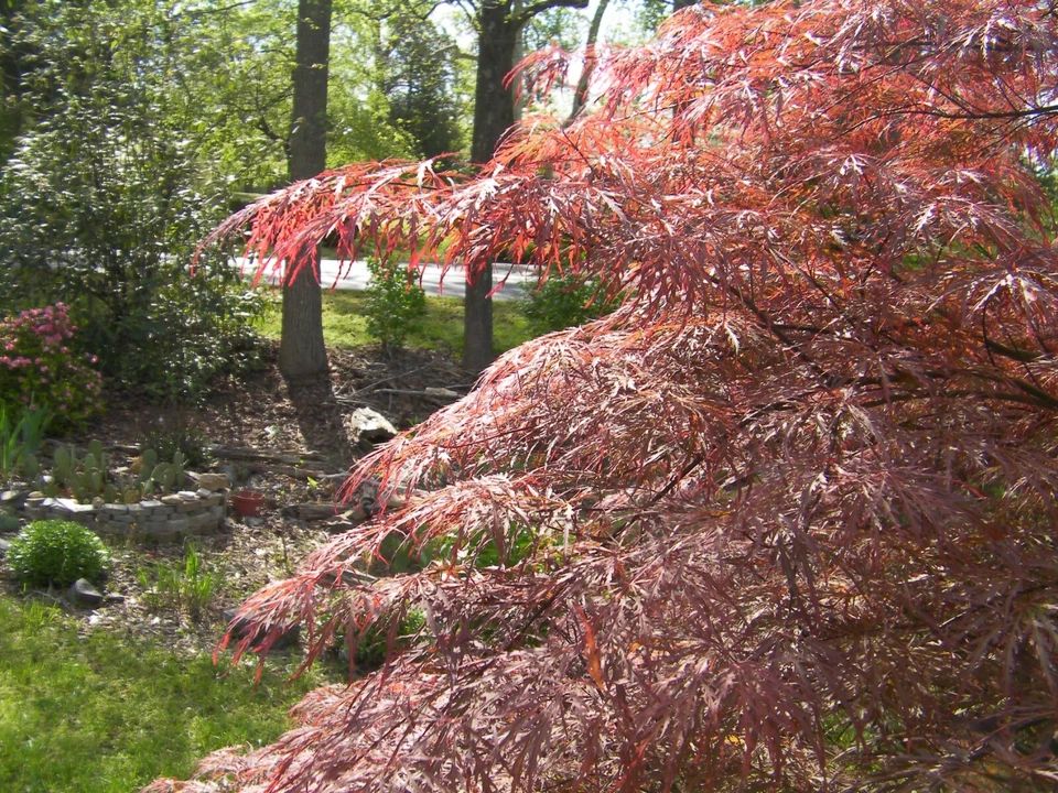 Japanese Maple 'Garnet' Cuttings - 8 Pcs (4+4) for Rooting/Grafting, Award-Winning Weeping Tree, Red-Orange Foliage, Zones 5-9, Hardy