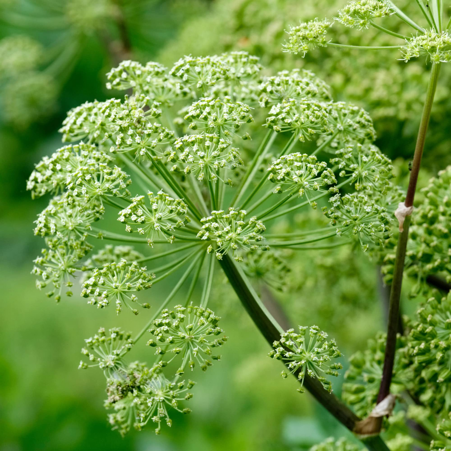 Angelica archangelica Seeds - 50 Count - Norwegian Angelica - Biennial Herb - Zone 4-7