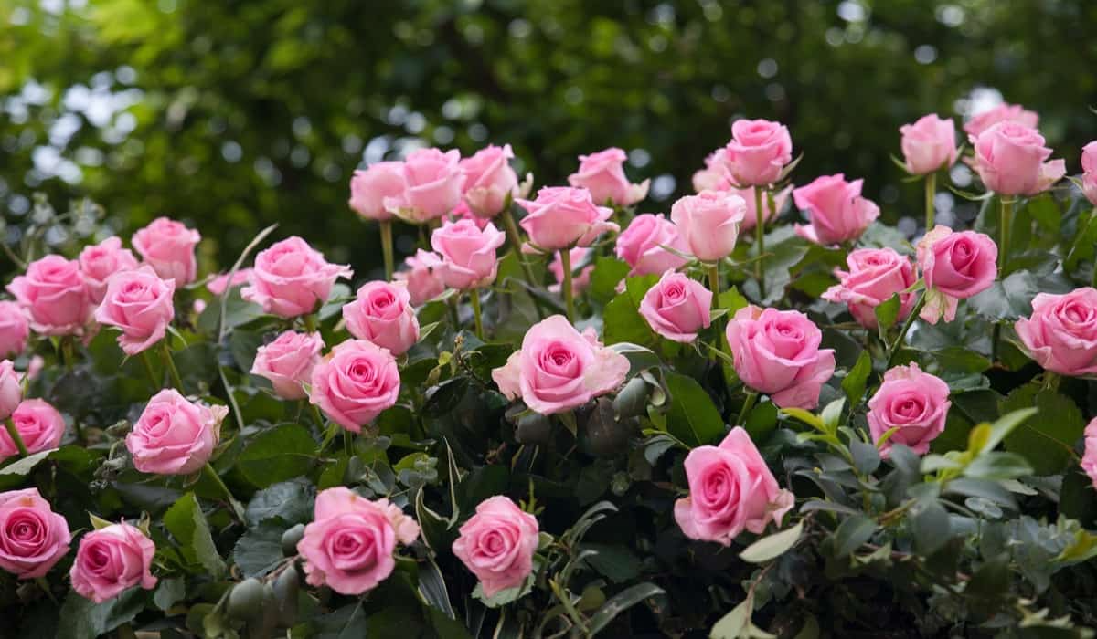 Rose 'Frosty Pink' Floribunda Cuttings - 4 Fresh Stems with Rooting Powder - Light Scent - US Grown