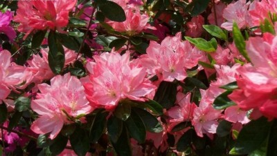 Hampton Beauty Azalea Rhododendron - Deciduous Starter Plant, 2-8 Inches Tall, in Nursery Pot