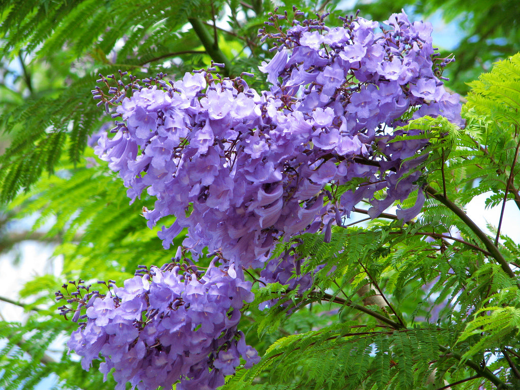 50 Blue Jacaranda Tree Seeds | Jacaranda mimosifolia | Fast-Growing Ornamental Tree with Purple Flowers | Non-GMO Tropical Seeds