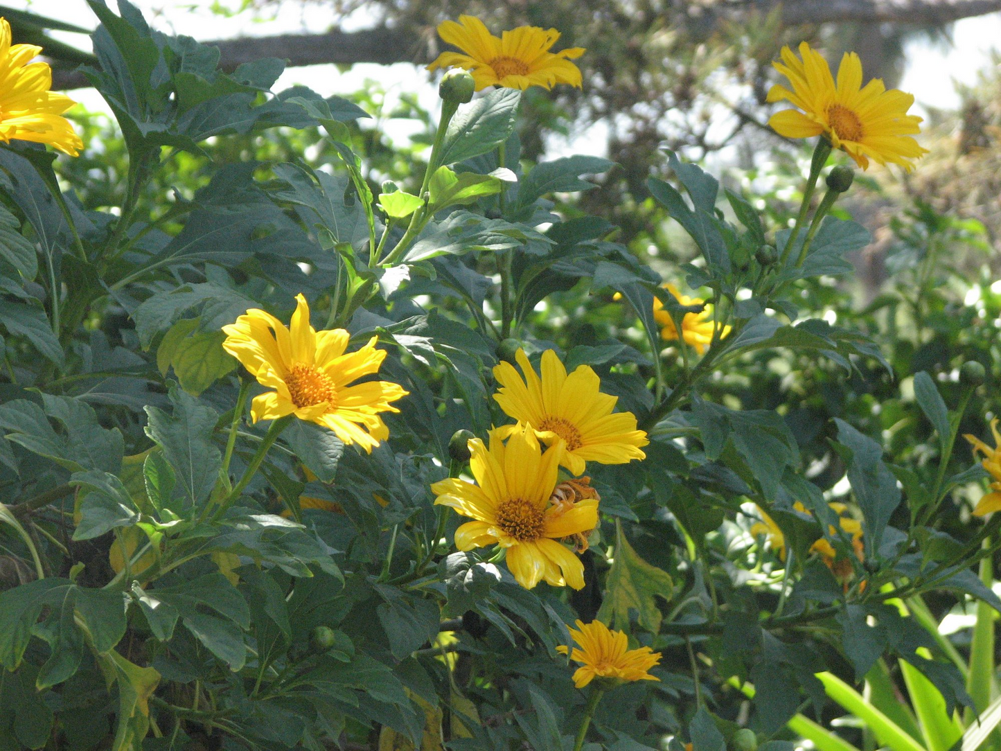 Tithonia Diversifolia Cuttings - 4+ Pack - Mexican Sunflower - Live Rooted - Fast Growing - Chop & Drop Mulch - Pollinator Magnet