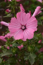 40 Seeds Rose Mallow Dwarf Mix (Hibiscus moscheutos) - Colorful Perennial Flower, Compact, Ideal for Gardens, Attracts Pollinators