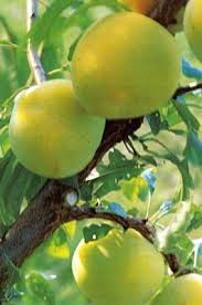 Prunus salicina Cuttings - 4 Count - Japanese Yellow Plum - Fruit Tree Propagation