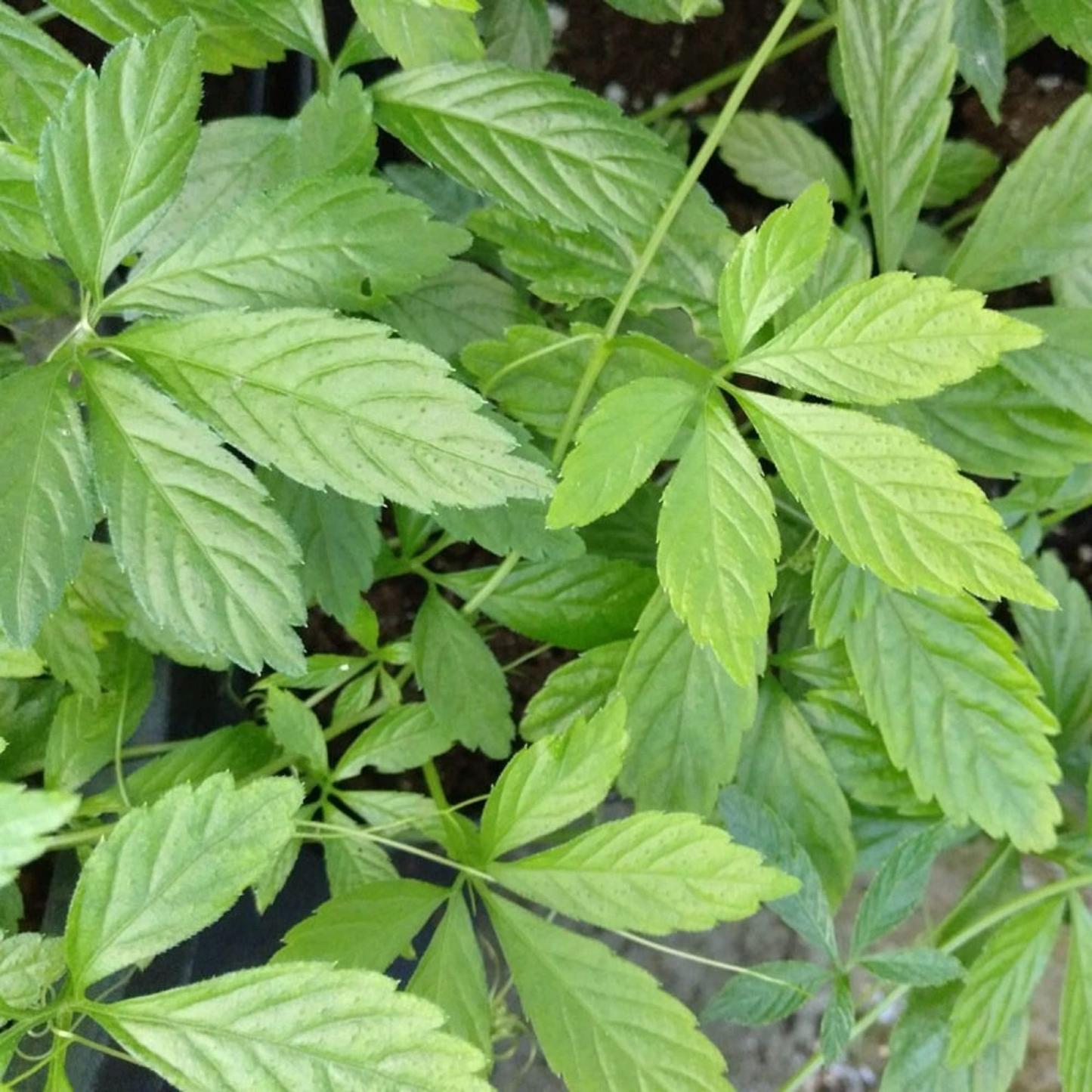 Jiaogulan Live Plants (Gynostemma pentaphyllum), 5 Rooted Plants, Perennial Vine, Indoor/Outdoor