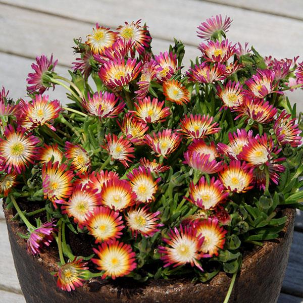 Delosperma 'Jewel of Desert Ruby' Cuttings, 12 Succulent Stems, Red Flowers, Drought Tolerant, USDA Zones 6-9