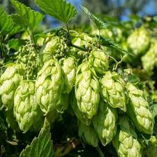 Humulus lupulus Seeds - 20 Count - Hops Vine - Fast-Growing Climber - Zone 4-8