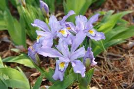 3 Crested Dwarf Iris Plants - Bare Root (Iris cristata) | Organic Perennial Wildflower | Shade-Loving Ground Cover
