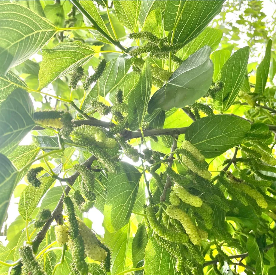 Pakistan Mulberry Cuttings (10) - 6-8 Inch - Morus macroura - Grafting/Rooting