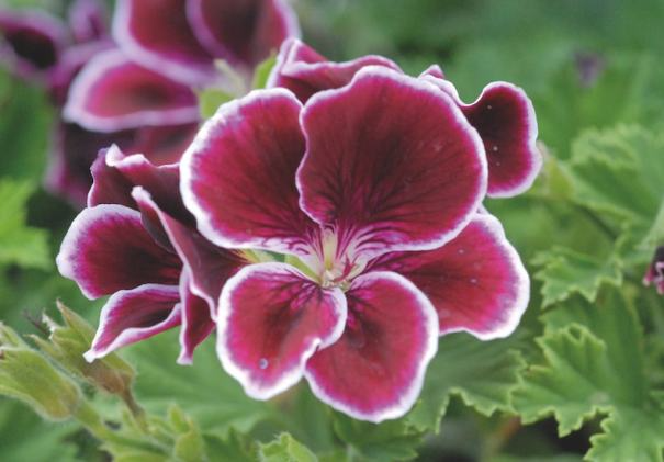 Regal Geranium Cuttings (3) - Pelargonium - 5-8" Unrooted - Full Sun