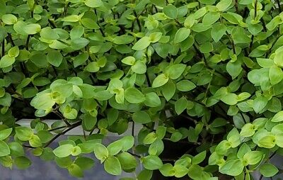 Tradescantia Bolivian Starter Plant, Rooted Cutting, Purple-Green Foliage, Trailing Houseplant, Pet-Friendly