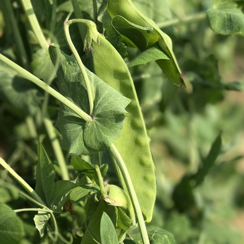 40 Seeds Pea Snow Dwarf Sugar Grey – Pisum sativum | Heirloom Snow Pea Seeds for Planting, Gardening & Crisp Sweet Harvests