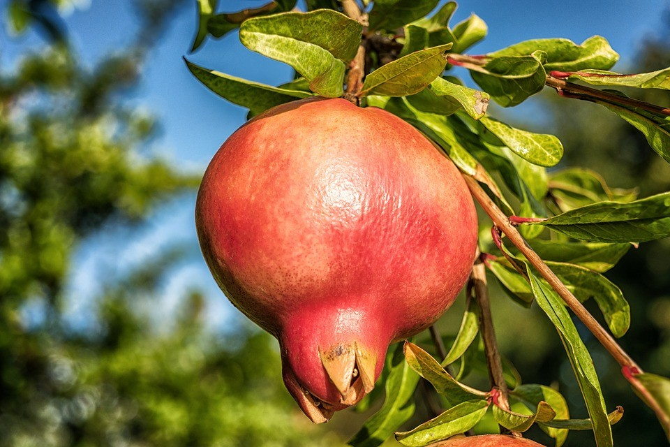 Pomegranate Cuttings - 8 Count - Punica granatum - Mature 9" Cuttings