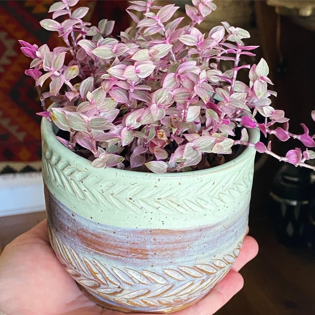 15 Tiny Pretty Pink Tradescantia Unrooted Cuttings | Spiderwort, Tradescantia pallida, Easy to Root, Decorative Pink Indoor Plant