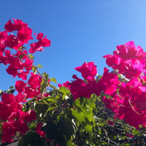 Bougainvillea Fuchsia Cuttings - 8 Healthy 6-8 Inch Cuttings, Vibrant Pink-Purple Blooms, Fast-Growing, USDA Zones 9-11, Easy to Root