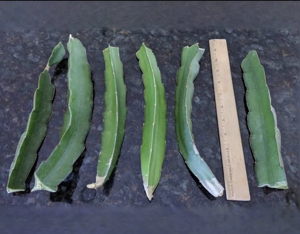 Vietnam White Dragon Fruit Cuttings - 8” to 24” Rare Pitaya, Fast-Growing, Sweet Tropical Fruit, Self-Pollinating, Exotic Cactus Climber