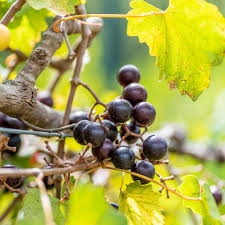 Muscadine Grape Vine Cuttings, Vitis rotundifolia, 12 Live Clippings, Native Fruit Vine, USDA Zones 7-10